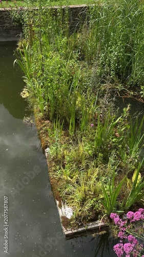 Floating wetland island with green wild plants and pink flowers purifying water in a pond.