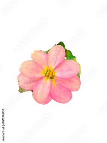 Pink flower with green leaves isolated