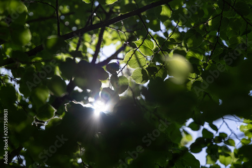 The sun shines through the leaves