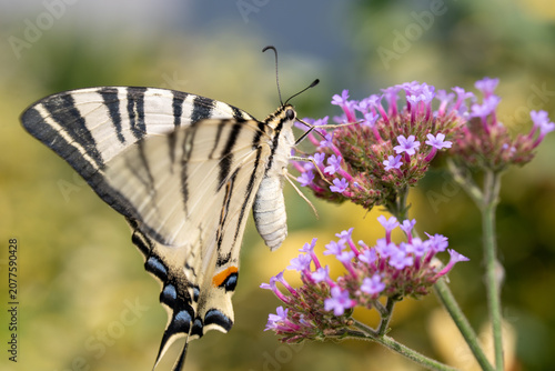 Fotografie Swallowtail Butterfly on Purple Verbena Flowers Close-Up