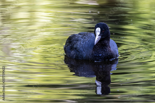 black swan swimming