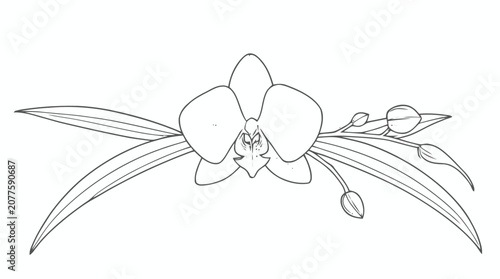 Elegant line drawing of an orchid flower with elongated leaves and buds in a graceful profile.