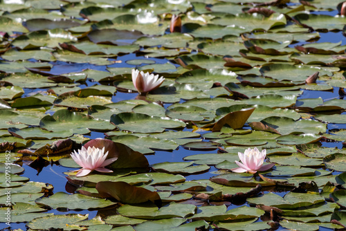 white water lily