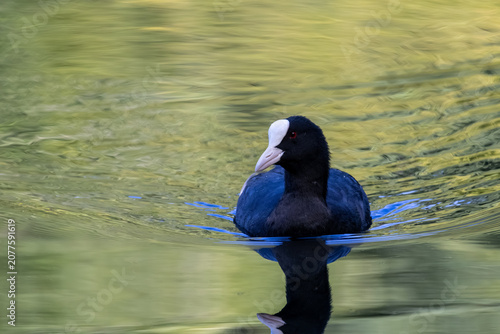 bird in the water
