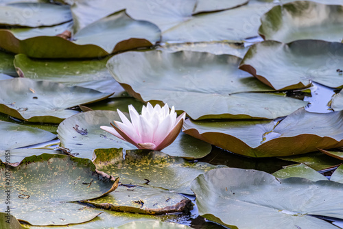 pink water lily