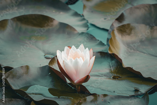pink water lily