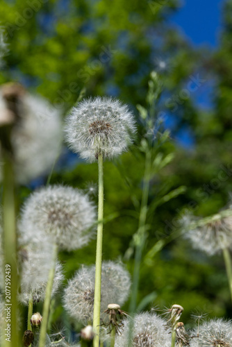 A fluffy white dandelion in a meadow