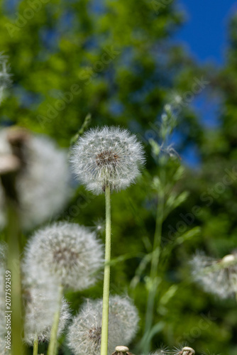 A fluffy white dandelion in a meadow