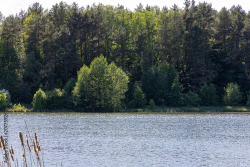 The green forest beyond the lake