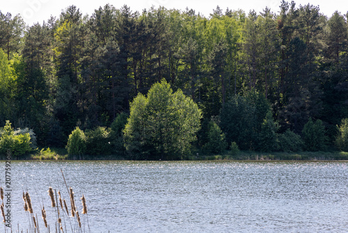 The green forest beyond the lake
