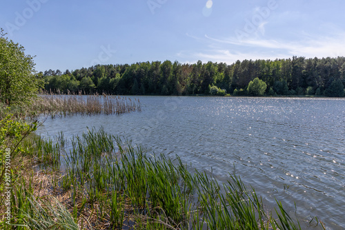 The green forest beyond the lake