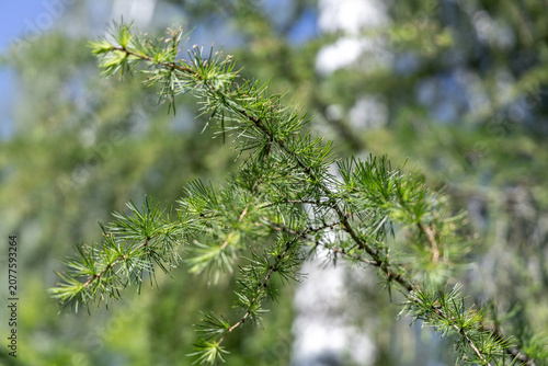 Young branches on a fir tree