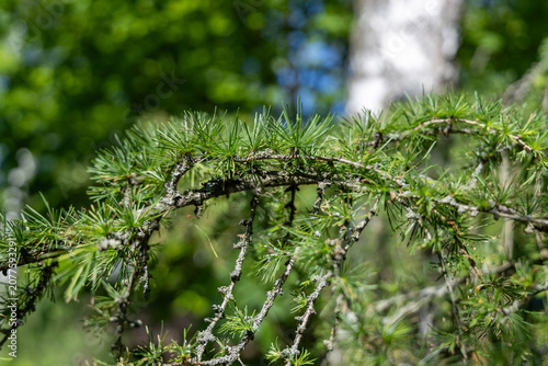 Young branches on a fir tree