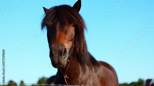 Portrait of brown horse head with dark mane standing in field. Close up view of equine animal in nature. Equestrian lifestyle and wildlife photography concept for farm animal theme.