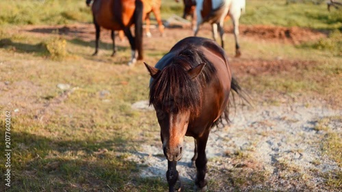 Brown pony walking across dry pasture. Icelandic horse moving through field. Domestic animal behavior in meadow. Equine creature during sunset in countryside.