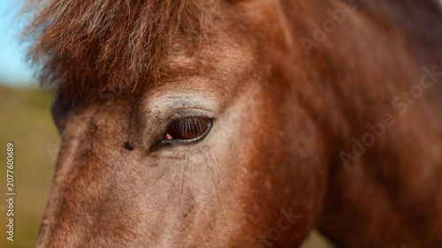 Brown horse looking with eye on field. Close up of equine face outdoors. Animal portrait in nature. Equestrian breeding and domestic mammal pet life concept.
