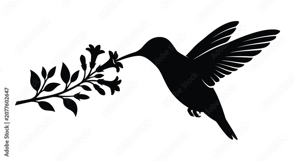 Fototapeta premium Hummingbird And Branch Silhouette Against White Background