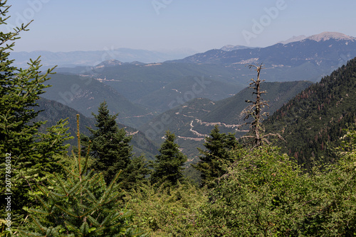 View of mountains and spruce forest on a sunny summer day (central Greece)