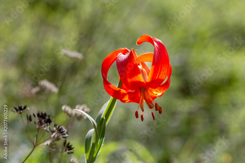 Wild, orange, forest, rare lily (Lilium martagon) close-up