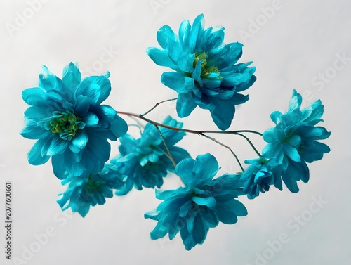 Vibrant blue dahlia flowers on a light background.