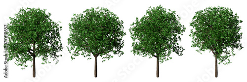 Quadro su tela Set of realistic 3d modeling green beech trees isometric view for architectural presentation