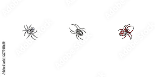 Bild auf Leinwand Spider collection with realistic arachnid sketches showing detailed body patterns and legs