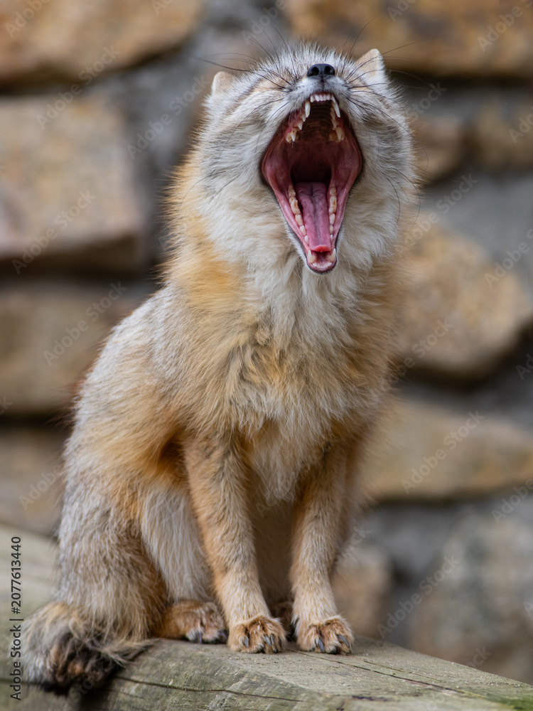 Obraz premium Yawning corsac fox with wide open mouth showing teeth.
