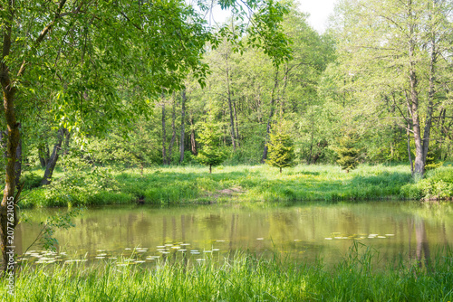 A tranquil pond with water lilies and reflections. Ideal for slow life meditation backgrounds, eco-wellness brands, and serene nature art.