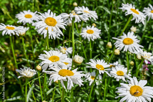 Tableau sur toile White oxeye daisies blooming in a summer garden
