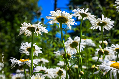 Photos White oxeye daisies blooming in a summer garden