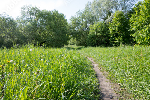 Foto A winding dirt path through lush green grass with white dandelion puffballs