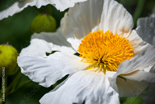 White Matilija poppy flowers in summer garden