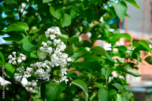 Close-up of white lilac flower cluster surrounded by lush green leaves against a blurred nature and sky background — 8K high resolution spring macro