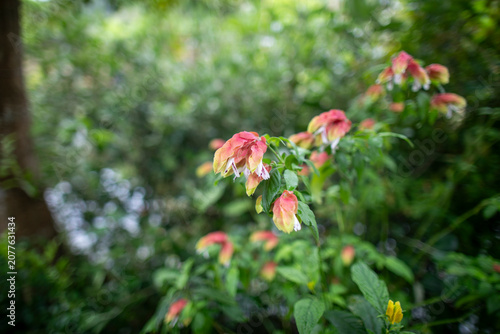 In summer, the famous Taipei Zoo in Taiwan