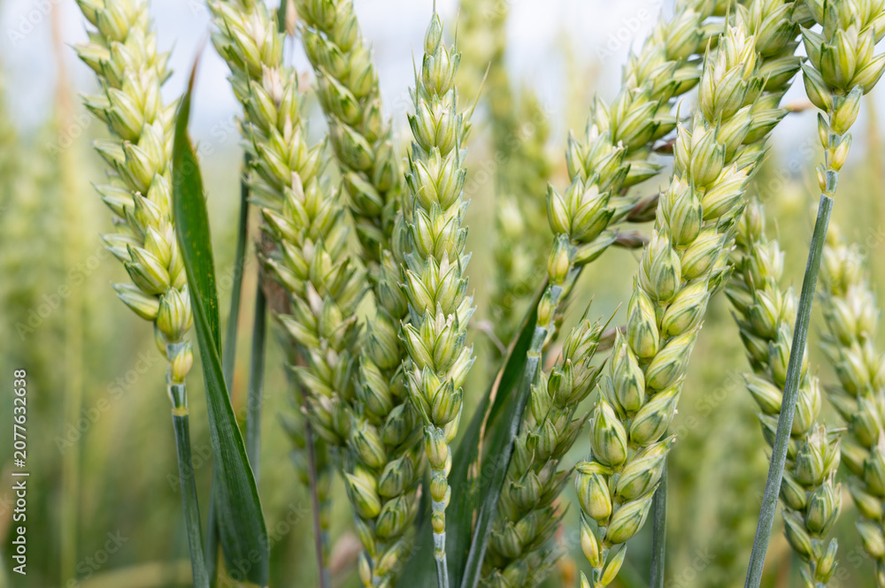 Fototapeta premium Wheat ears growing on agriculture field, cultivated grain, harvest in summer, farmland on countryside, food industry