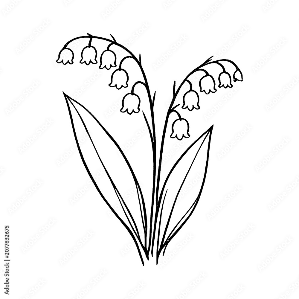 Fototapeta premium PNG Minimalist lily of the valley illustration.