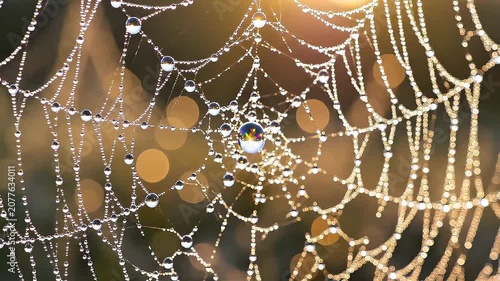 Connected Dew Drops on Spider Web Symbolizing Teamwork and Communication