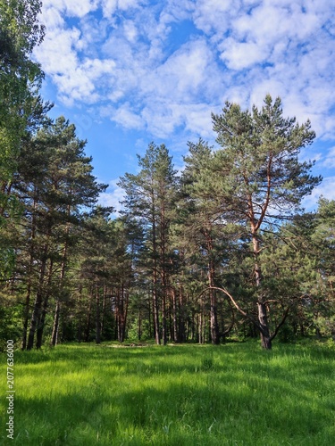 trees in the forest