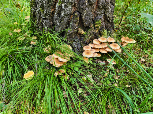 Fotografía A group of edible honey mushrooms Armillaria mellea at the base of a pine tree in a forest