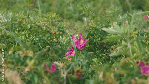Rosa rugosa flowers in the grassland