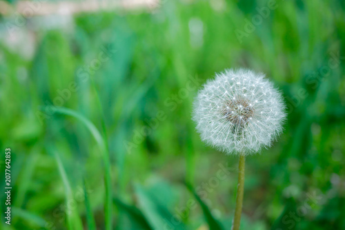 Fluffy white dandelion seed head macro on a soft green blurred background with wide copy space — 8K high resolution nature wallpaper
