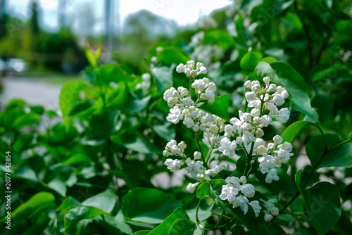 Cluster of white lilac flowers and fresh green spring leaves with blurred street background and wide copy space — 8K high resolution nature background