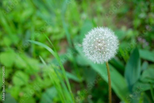 Soft white dandelion seed head on a green leafy background with blurred foliage and wide copy space — 8K high resolution macro nature detail