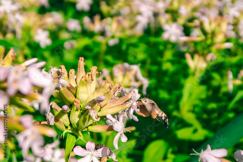 Close-up of a hummingbird hawk-moth hovering and feeding on pale pink flowers with vibrant green bokeh background, 8K high resolution macro wildlife photography