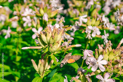 Hummingbird hawk-moth with orange hindwings hovering in mid-air near blooming pale pink flowers against a lush green nature background, 8K high resolution macro action shot

