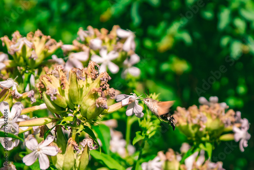 Hummingbird hawk-moth feeding on nectar from a pale pink flower, hovering in mid-air against a blurred green nature background with copy space, 8K high resolution macro photography
