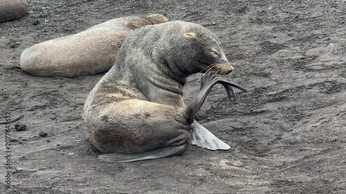 Antarctic Fur Seal Grooming Itself on Volcanic Beach at Deception Island, Antarctica