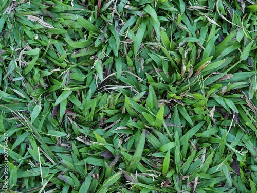 A lush and detailed natural background showcasing vibrant green grass blades mixed with wild earthy textures.