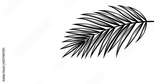 Elegant Palm Frond Silhouette, Hand-Drawn Style, Isolated on White Background