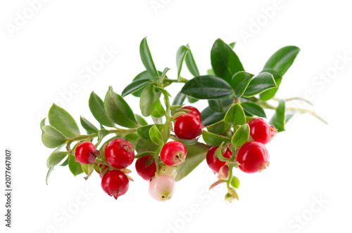 Fresh cowberry berries with leaves, isolated on white background. Ripe cranberry, cowberry, lingonberry. Clipping path.